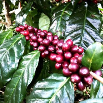 コーヒー豆自体が酸味を含んでいる